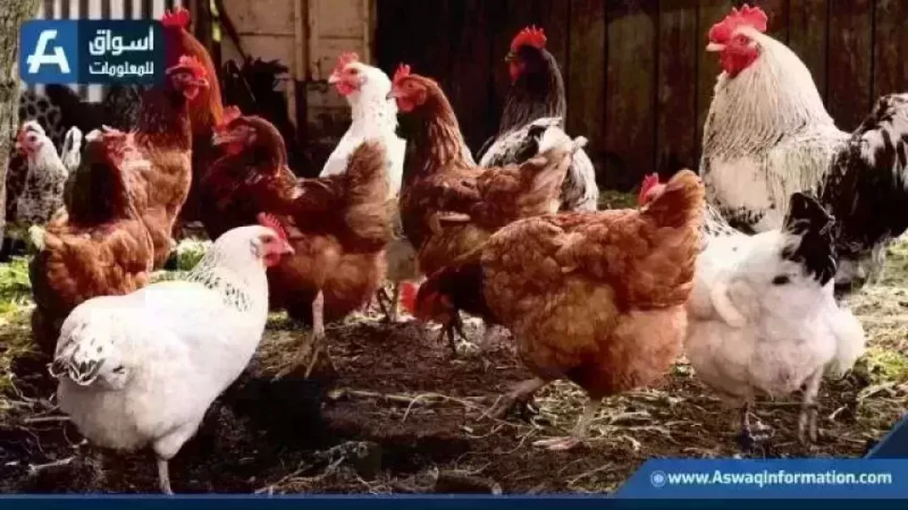 تحركات جديدة في أسعار الدواجن اليوم الثلاثاء داخل المزرعة بعد ارتفاع الفراخ البيضاء